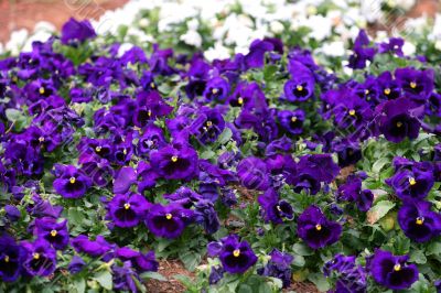 Purple Pansies