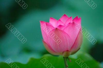 blooming lotus flower with sharp