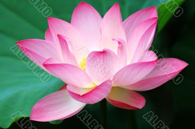 Blooming lotus flower