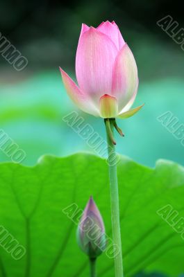 The lotus flower and bud