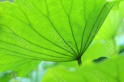 Lotus leaves