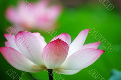 Lotus flower