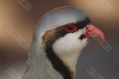 Chukar C