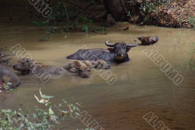 Water Buffalo A