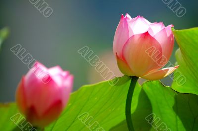 Lotus flowers under sun light