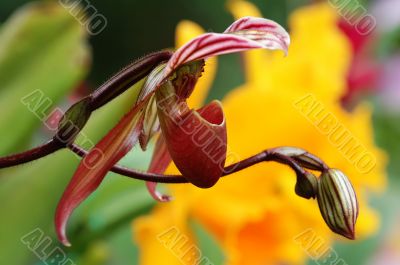 Pink lady slipper (orchid)