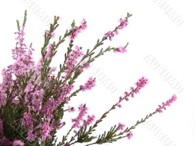 heather
