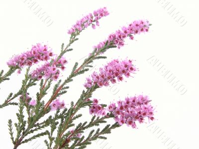 heather