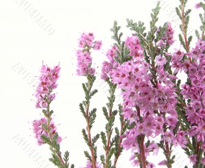 heather