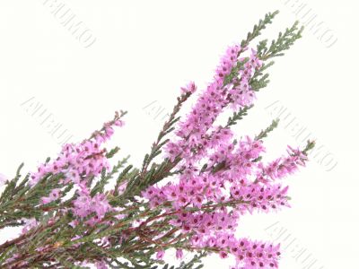 heather