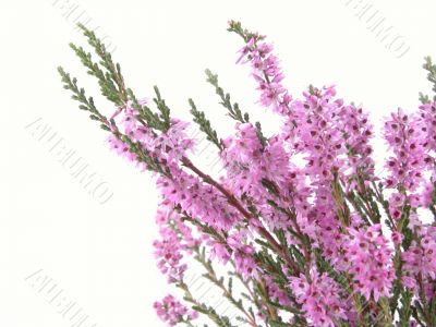 heather