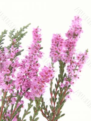 heather