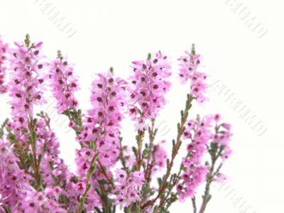 heather