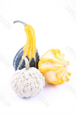 pumpkins