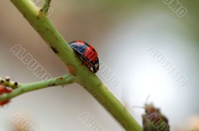 A climbing ladybird