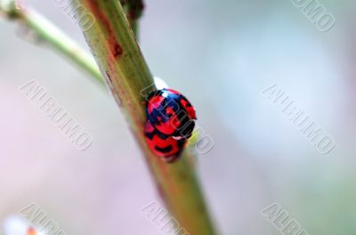 Romantic scene of mating ladybirds