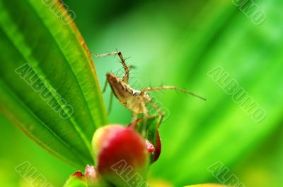 Lynx spider and flower