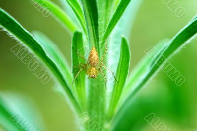 Lynx spider on plant