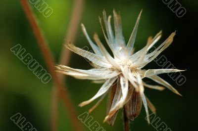 Seed of tridax procumben