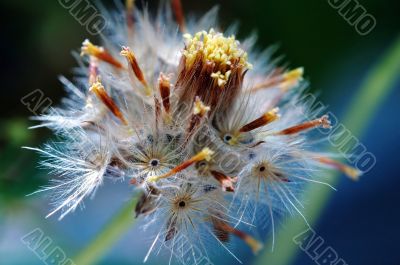 Seed of tridax procumben