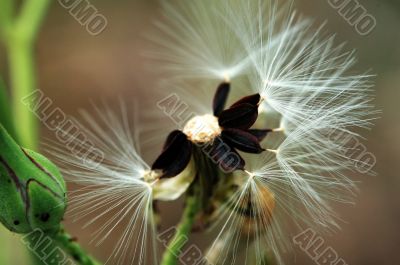 Seeds of head lettuce