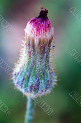 Blossom of asteraceae plant