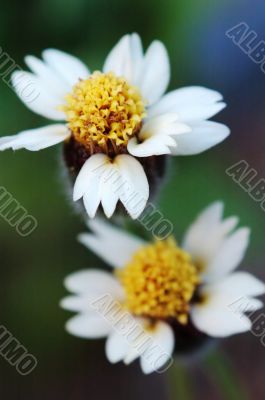 Twin tridax procumbens flowers