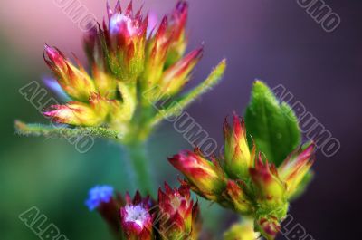 Blooming of eupatorium floret