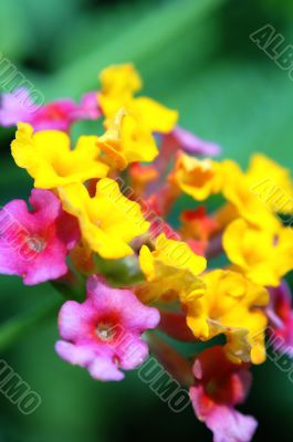 Lantana flowers