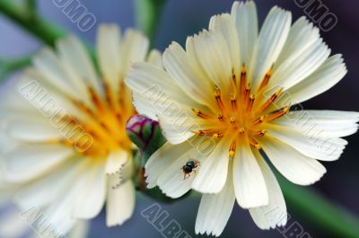Two head lettuce flowers with fly