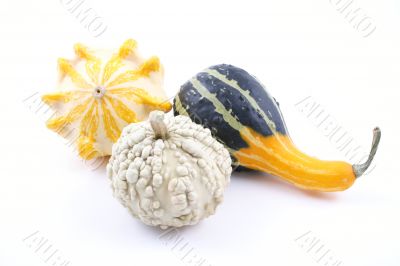 pumpkins