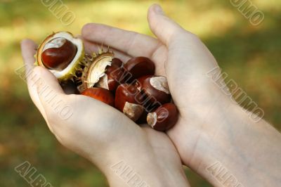 chestnuts - autumn