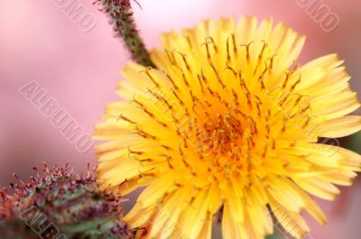 Yellow compositae flower