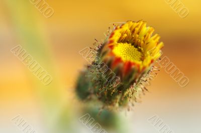 Blossom of compositae flower