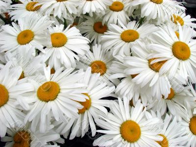 A lot of big white daisy wheels bouquet
