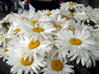 A lot of big white daisy wheels bouquet