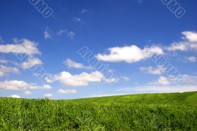Green field landscape