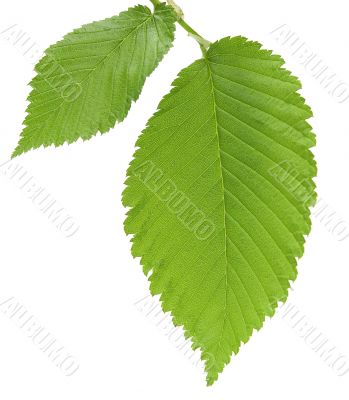 Leaf of an elm