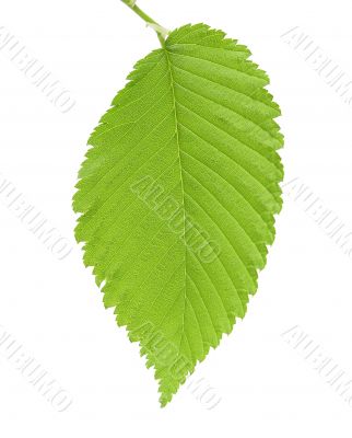Leaf of an elm 3