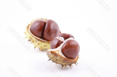 chestnuts