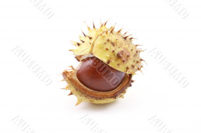 chestnut