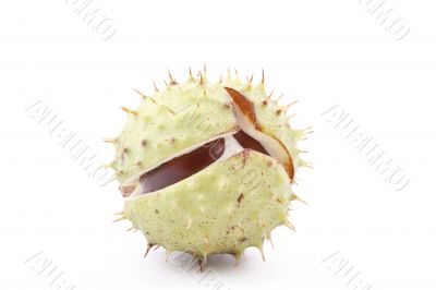 chestnut