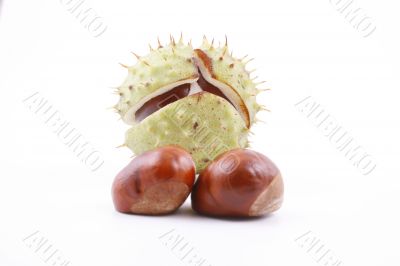 chestnuts