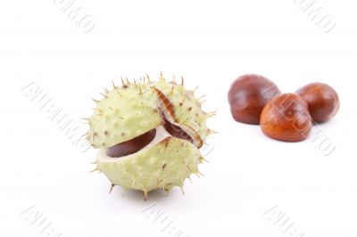 chestnuts