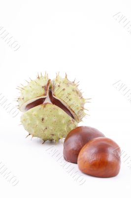 chestnuts
