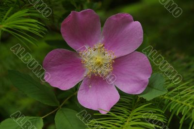 Wild Rose A