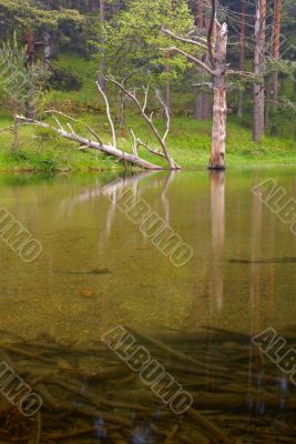 Old trees in the river
