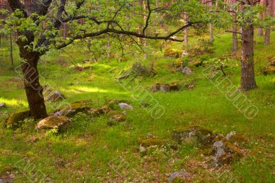 Across the forest