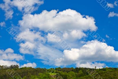 Summer landscape