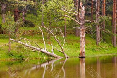 Old trees reflected in the river